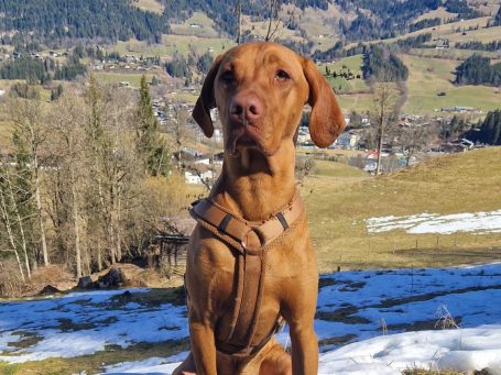 Hundebetreuung in Kitzbühel - unterwegs im Wald