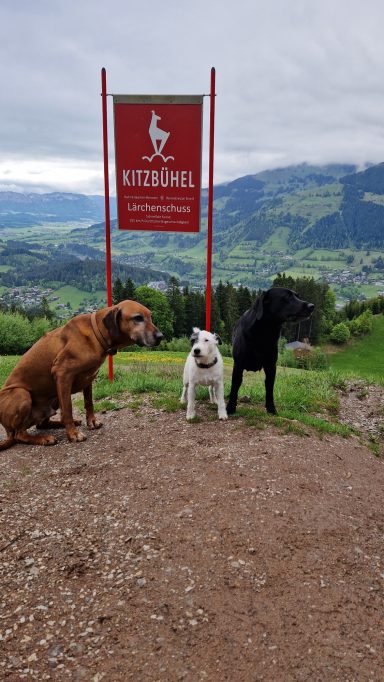 Drei Hunde stehen vor einem roten Schild in einer bergigen Landschaft.
