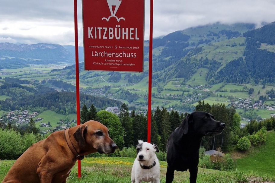 Zwei Hunde im Schnee, umgeben von Bäumen und Felsen im Wald vom Sintersbacher Wasserfall