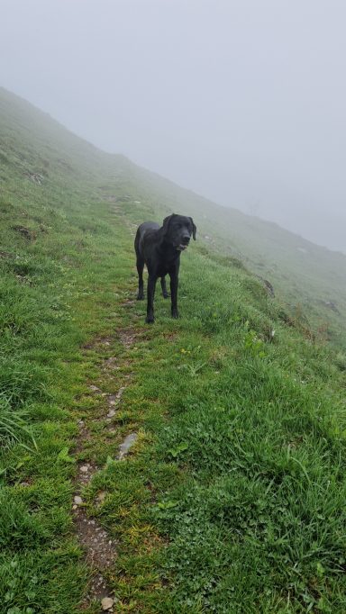 Schwarzer Hund steht auf einem grünen Weg in nebliger Landschaft.