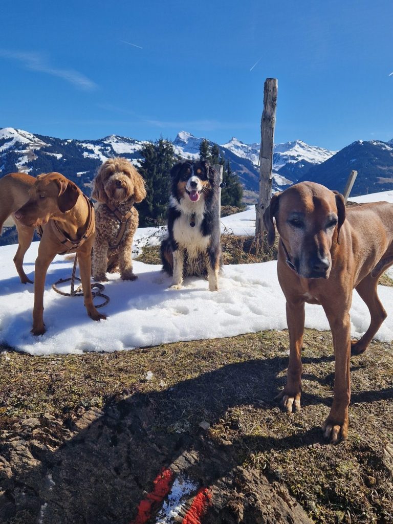 Hundebetreuung in Kitznbühel - Unterwegs