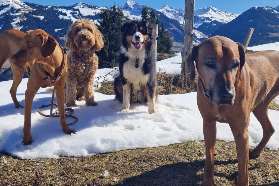 Hundebetreuung in Kitzbüehl - wenn du mal keine Zeit hast