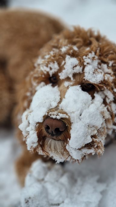 Ein brauner Hund mit schneebedecktem Gesicht im Schnee.