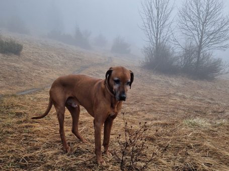 Hundehotel in Kitzbühel - unterwegs am Wasser
