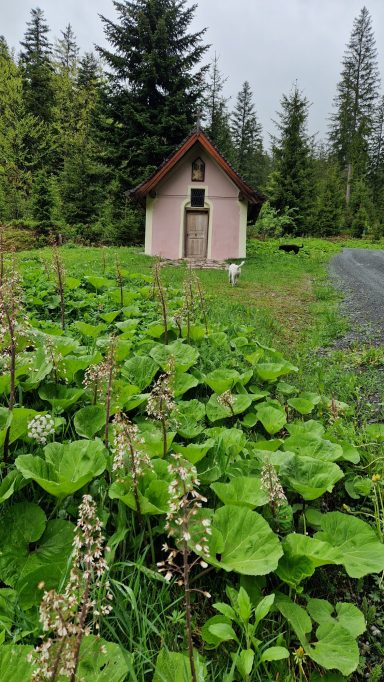 Ein kleines, pinkfarbenes Haus steht umgeben von üppigem, grünem Pflanzenbewuchs.