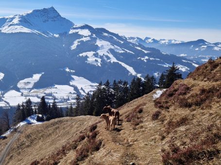 Hundesitter in Kitzbühel - Rlaxing in der Sonne