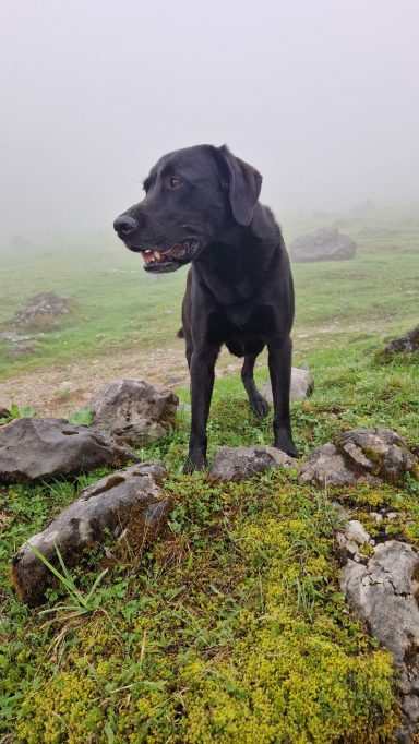 Schwarzer Hund steht auf einem moosbedeckten Felsen in nebliger Landschaft.