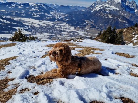 Hundehotel in Kitzbühel - unterwegs am Wasser
