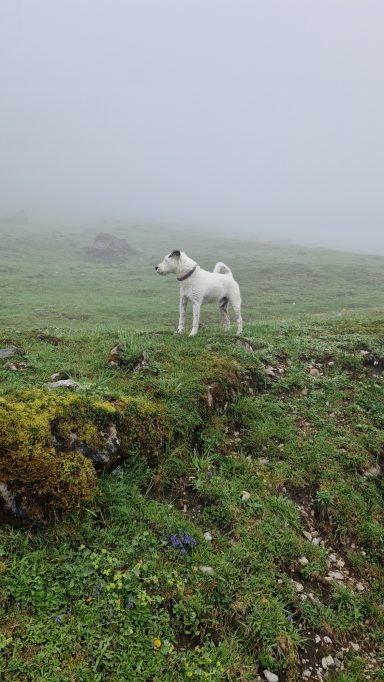 Ein weißer Hund steht inmitten von grünem Gras in nebliger Landschaft.