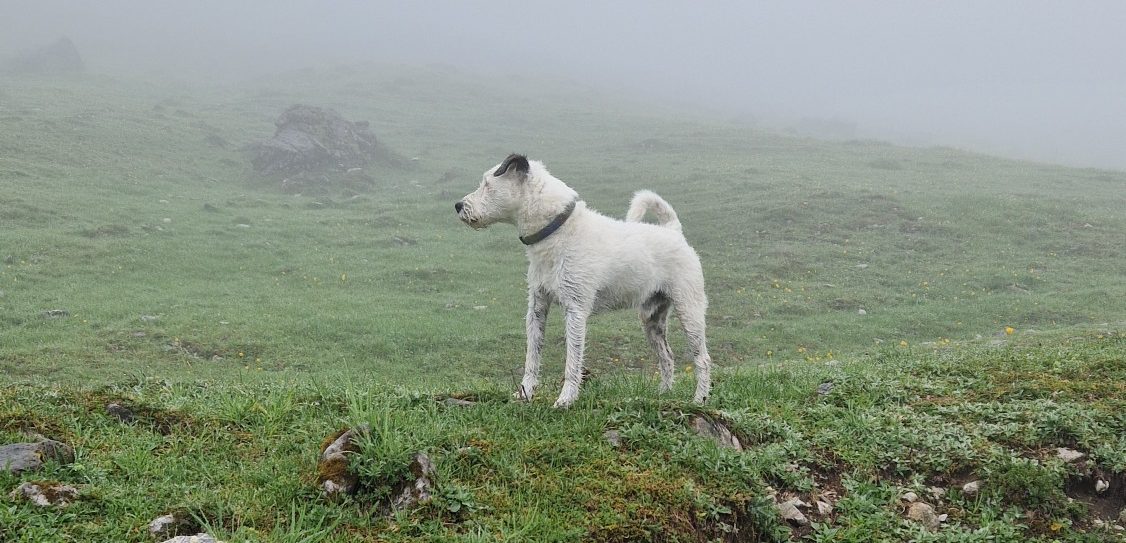 Ein weißer Hund steht auf einer grünen Wiese in nebliger Umgebung nahe der oberen Regal.