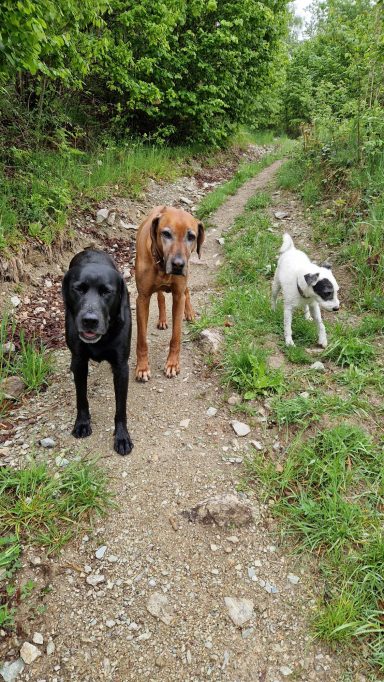 Drei Hunde stehen auf einem schmalen Weg umgeben von Sträuchern und Bäumen.