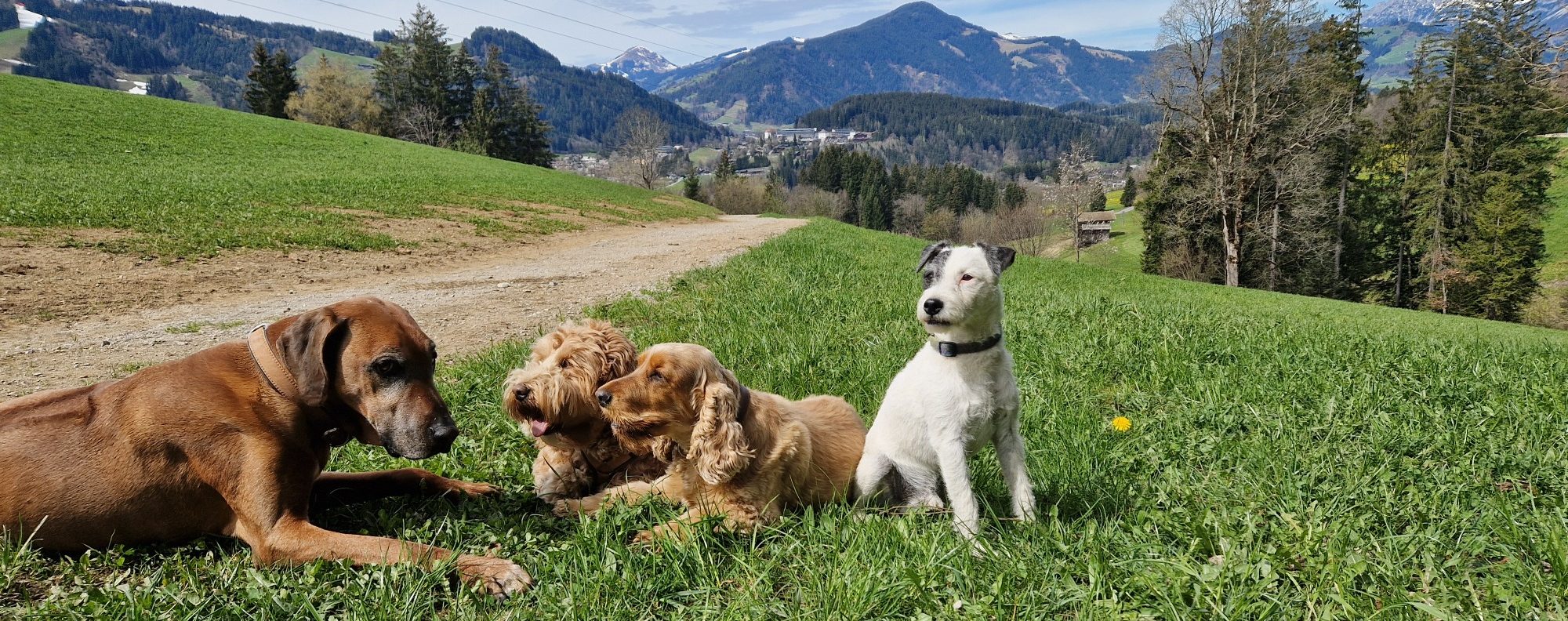 Vier Hunde liegen auf einer Wiese mit Berglandschaft im Hintergrund.