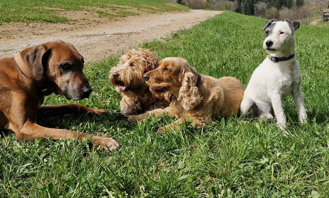 Vier Hunde liegen und sitzen auf grünem Gras, darunter ein großer und drei kleine.