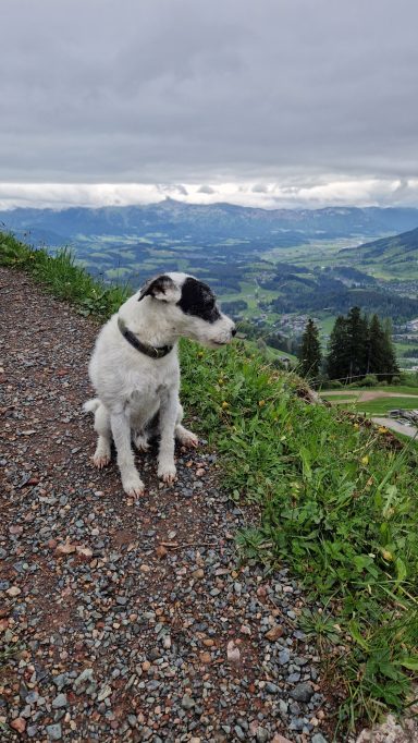 Oscar auf dem Wg zur Seidelalm