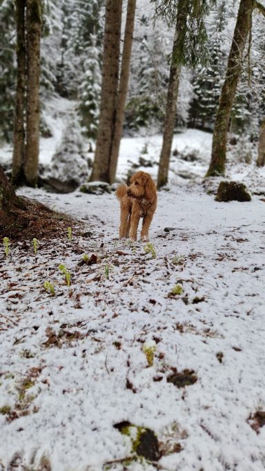 Ein Hund läuft durch eine schneebedeckte Waldlandschaft.