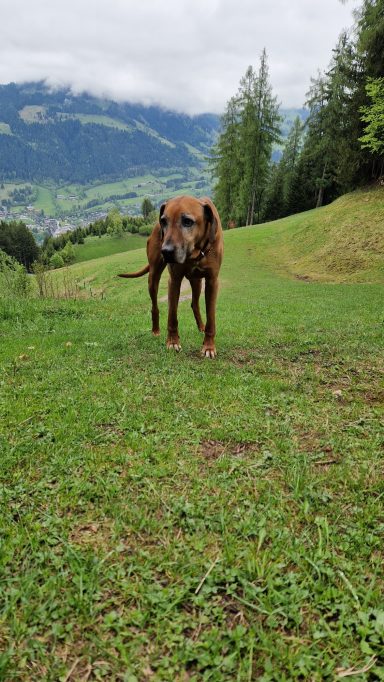Ein brauner Hund steht auf grüner Wiese mit Bergen im Hintergrund.
