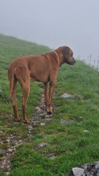Ein brauner Hund steht auf einer grünen Wiese im Nebel.