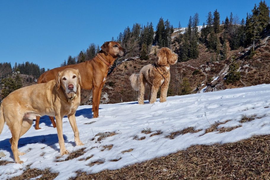 Hundebetreuung in Kitzbüehl - wenn du mal keine Zeit hast