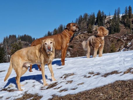 Hundebetreuung in Kitzbühel - unterwegs im Wald