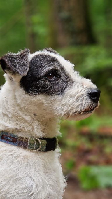 Ein terrierähnlicher Hund mit schwarz-weißer Fellzeichnung im Wald.