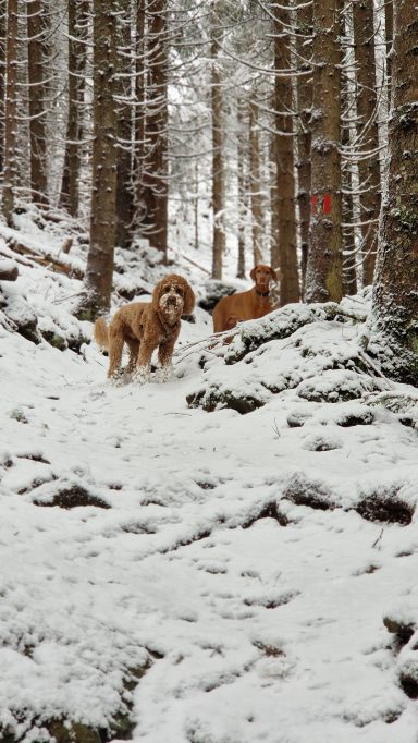 Zwei Hunde stehen auf einem schneebedeckten Weg im Wald zwischen Bäumen.