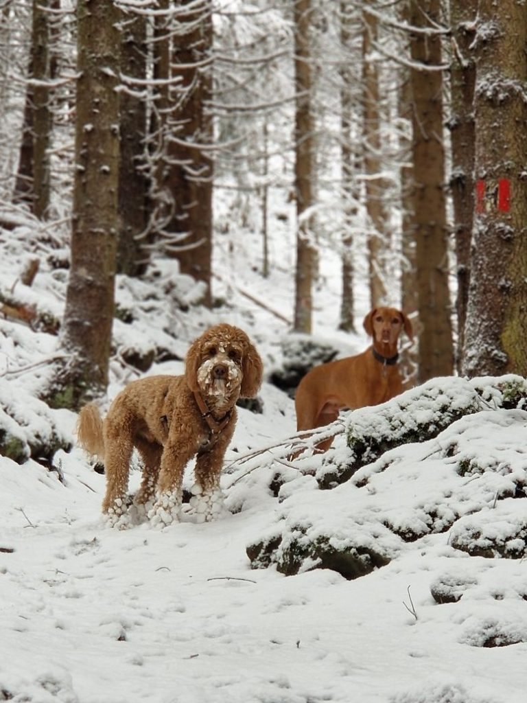Zwei Hunde, einer braun und einer blond, stehen im verschneiten Wald zwischen Bäumen.
