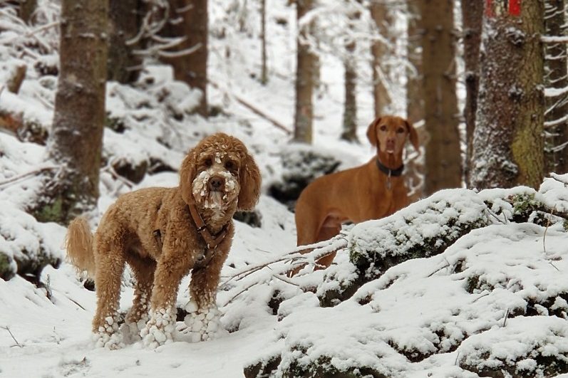 Zwei Hunde im Schnee, umgeben von Bäumen und Felsen im Wald vom Sintersbacher Wasserfall
