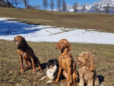 Hundesitter in Kitzbühel - Rlaxing in der Sonne