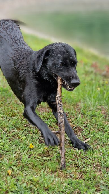 Schwarzer Labrador spielt mit einem Stock im Gras.