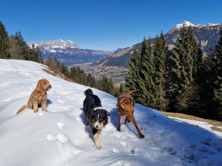 Hundehotel in Kitzbühel - unterwegs am Wasser