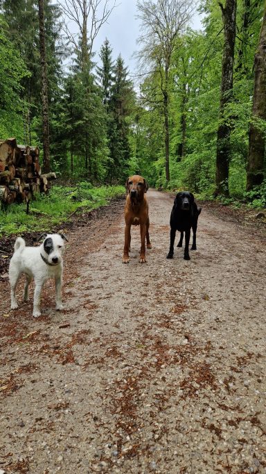 Drei Hunde stehen auf einem schottrigen Waldweg, umgeben von grüner Vegetation.