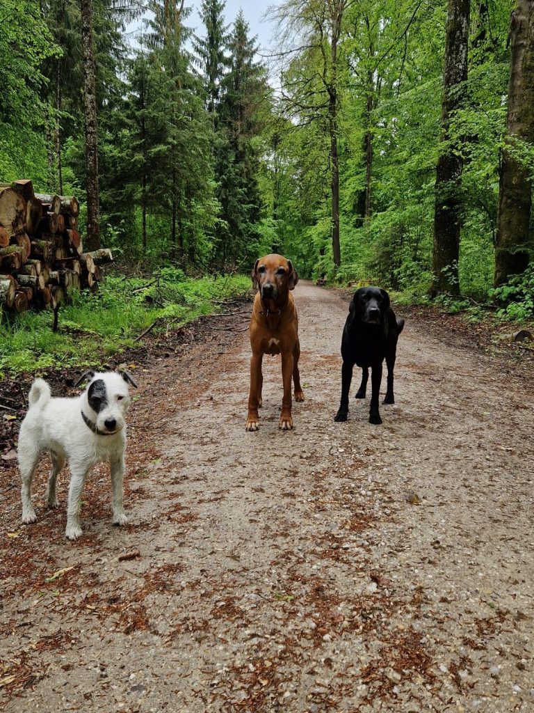 Drei Hunde stehen auf einem schotternen Weg zwischen Bäumen im Wald.
