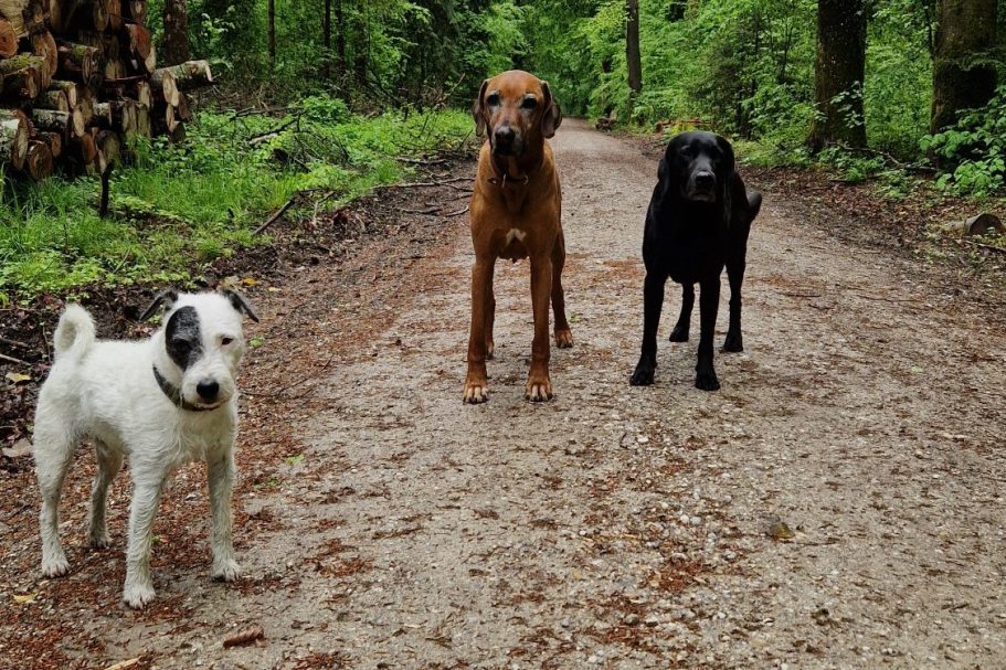 Zwei Hunde im Schnee, umgeben von Bäumen und Felsen im Wald vom Sintersbacher Wasserfall